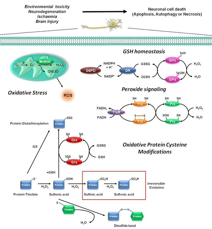 Graphic of Oxidative Protein Cysteine Modifications